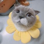 ใบหม่อนเองจ้า
